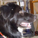Dudley was adopted in March, 2004